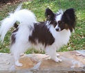 Papillon Puppies For Sale | Tampa, FL #77646 | Petzlover