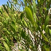 Stenocarpus verde