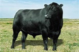 10 Facts about Angus Cattle | Fact File