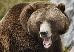 Les ours s’invitent dans un marathon du nord du Canada – Regard sur l ...