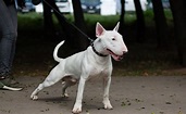 Ist Der Miniatur Bullterrier Ein Listenhund In Nrw