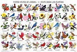 State Birds and Flowers Educational Poster 36x24