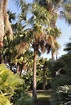 Sabal Palmetto in California` - DISCUSSING PALM TREES WORLDWIDE - PalmTalk