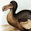 Dodo Facts - CRITTERFACTS
