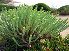 Euphorbia paralias (Sea Spurge) - World of Succulents