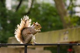 Squirrel at Central Park | New York City (July 2012) | Flickr