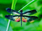 Dragonfly ~ Everything You Need to Know with Photos | Videos