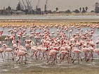 Flamingos am Strand von Walvis Bay Foto & Bild | meer, natur, strand ...