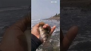 captura y libera pez payaso punta roca La Libertad - YouTube