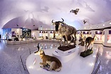Los mejores museos de historia natural del mundo - Travel Report