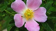 La flor de Bach Rosa Silvestre - Wild rose - YouTube