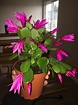 My Easter Cactus is happily blooming! : r/succulents