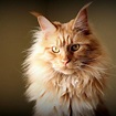 6 Facts you should know about Maine Coon Cats - Catman