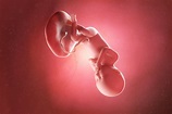 Semana 36 del embarazo: síntomas, desarrollo del bebé y recomendaciones ...