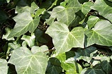 File:Ivy 44uf.jpg - Wikimedia Commons