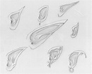 Different types of enchanted ears Realistic Eye Drawing, Manga Drawing ...