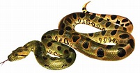 Anaconda PNG Images Transparent Free Download | PNGMart