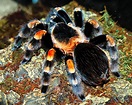 Mexican Red-Knee Tarantula Care – The Herpetological Society of Ireland