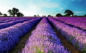 Blanco Lavender Festival - Texas Hill Country Vacations, Fredericksburg, TX