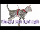 Come educare un Gatto a guinzaglio e pettorina - Consulente Felino SOS ...