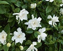 Las plantas de gardenias son fáciles de cultivar y producen unas de las ...