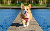 Perro Corgi Galés de Pembroke | Mascota y Salud