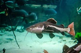 Red Tailed Catfish swimming in water -- Phractocephalus hemioliopterus ...