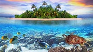 Download Maldives Fish Turtle Island Reef Nature Underwater 4k Ultra HD ...