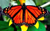 Inauguran mes de la mariposa monarca en el Zoológico de Chapultepec ...