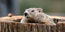 Giorno della Marmotta, curiosità e aneddoti sulle predizioni di Phil