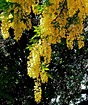 24 Yellow Flowering Trees in Spring - ProGardenTips