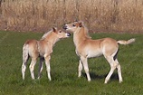 Haflinger foals running in meadow, Austria - Stock Image - F023/3281 ...