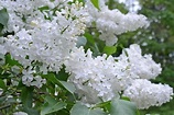 Mount Baker Lilac