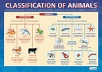 Bio-English: Introduction to the Animal Kingdom