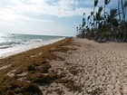 "Seegras im Überfluss" Grand Palladium Punta Cana Resort & Spa (Bavaro ...