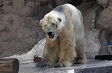 Polar bear Arturo struggles to cope with 40C heat in Argentine zoo ...