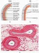 20.1 Structure and Function of Blood Vessels – Douglas College Human ...