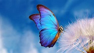 The Butterfly Dream meaning - Radio Sargam