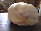 Rare giant natural pearl (10.25 kgs) | Collectors Weekly