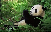 Giant Panda at Wolong National Nature Rreserve, Sichuan, China - Image ...