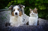 Les 40+ meilleures image fond d'écran chien et chat 419228 - Saesipjosv6hx