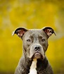 Blue Nose Pitbull Facts, Fun, Pros and Cons of a Blue Nosed Pup (2022)