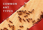 Common Ant Types - Dodson Pest Control