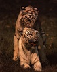 Mating White Tiger pair {!--호랑이(백호), 교미-->; DISPLAY FULL IMAGE.