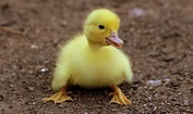 Baby Duck Pictures, Photos, and Images for Facebook, Tumblr, Pinterest ...