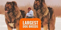 20 Largest Dog Breeds – Sizes, Rankings, Popularity & Prices