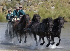 Remembering Prince Philip, an Equestrian Pioneer | Fell pony, Carriage ...