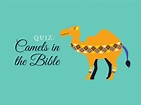 Quiz: Camels in the Bible – Bible Potato