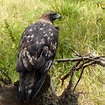 Golden Eagle juvenile - a photo on Flickriver