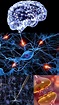 Mapa de las conexiones neuronales en el humano | Alberto Kaplan